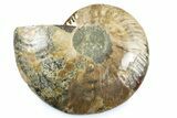 Cut & Polished Ammonite Fossil (Half) - Madagascar #364932-1